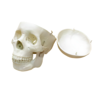 Модель "Череп человека" - «globural.ru» - Нерюнгри