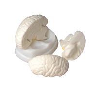 Модель мозга в разрезе - «globural.ru» - Нерюнгри