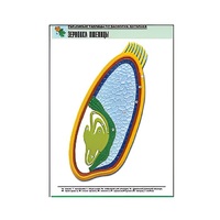 Рельефная таблица "Зерновка пшеницы" (формат А1, матовое ламинир.) - «globural.ru» - Нерюнгри