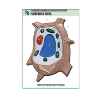 Рельефная таблица "Растительная клетка" (формат А1, матовое ламинир.) - «globural.ru» - Нерюнгри