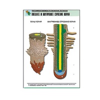 Рельефная таблица "Внешнее и внутреннее строение корня" (формат А1, матовое ламинир.) - «globural.ru» - Нерюнгри
