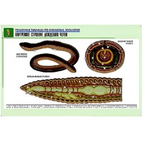 Рельефная таблица "Внутреннее строение дождевого червя" (формат А1, матовое ламинир.) - «globural.ru» - Нерюнгри