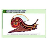 Рельефная таблица "Внутреннее строение брюхоногого моллюска" (формат А1, матовое ламинир.) - «globural.ru» - Нерюнгри