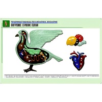 Рельефная таблица "Внутреннее строение голубя" (формат А1, матовое ламинир.) - «globural.ru» - Нерюнгри