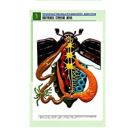 Рельефная таблица "Внутреннее строение жука" (формат А1, матовое ламинир.) - «globural.ru» - Нерюнгри