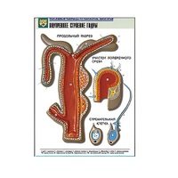 Рельефная таблица "Внутреннее строение гидры" (формат А1, матовое ламинир.) - «globural.ru» - Нерюнгри