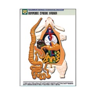 Рельефная таблица "Внутреннее строение кролика" (формат А1, матовое ламинир.) - «globural.ru» - Нерюнгри