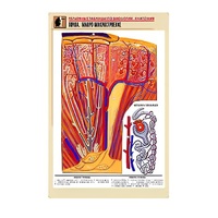 Рельефная таблица "Почка. Макро-микростроение" - «globural.ru» - Нерюнгри