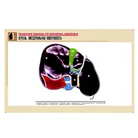 Рельефная таблица "Печень. Висцеральная поверхность" (формат А1, матовое ламинир.) - «globural.ru» - Нерюнгри