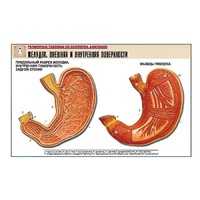 Рельефная таблица "Желудок. Внешняя и внутренняя поверхности" (формат А1, матовое ламинир.) - «globural.ru» - Нерюнгри