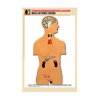 Рельефная таблица "Железы внутренней секреции" (формат А1, матовое ламинир.) - «globural.ru» - Нерюнгри