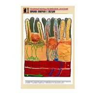 Рельефная таблица "Ворсинка кишечная с сосудом" (формат А1, матовое ламинир.) - «globural.ru» - Нерюнгри