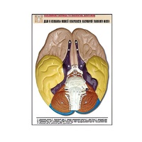Рельефная таблица "Доли и извилины нижней поверхности полушарий головного мозга" - «globural.ru» - Нерюнгри