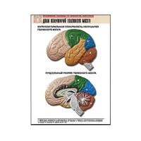 Рельефная таблица "Доли полушарий головного мозга" - «globural.ru» - Нерюнгри