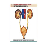 Рельефная таблица "Мочевыделительная система" (формат А1, матовое ламинир.) - «globural.ru» - Нерюнгри