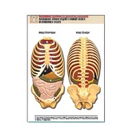 Рельефная таблица "Расположение органов грудной и брюшной полостей по отношению к скелету"(формат А1, лам.) - «globural.ru» - Нерюнгри