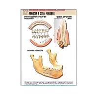 Рельефная таблица "Челюсти и зубы человека" (формат А1, матовое ламинир.) - «globural.ru» - Нерюнгри