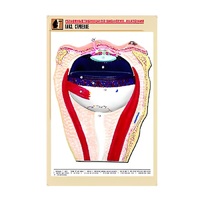 Рельефная таблица "Глаз. Строение" (формат А1, матовое ламинир.) - «globural.ru» - Нерюнгри