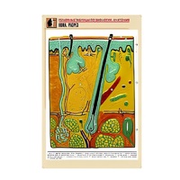 Рельефная таблица "Кожа. Разрез" (формат А1, матовое ламинир.) - «globural.ru» - Нерюнгри