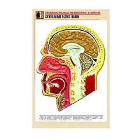 Рельефная таблица "Сагиттальный разрез головы" (формат А1, матовое ламинир.) - «globural.ru» - Нерюнгри