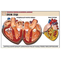 Рельефная таблица "Строение сердца" (формат А1, матовое ламинир.) - «globural.ru» - Нерюнгри