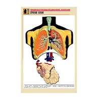 Рельефная таблица "Строение легких" (формат А1, матовое ламинир.) - «globural.ru» - Нерюнгри