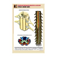 Рельефная таблица "Строение спинного мозга " (формат А1, матовое ламинир.) - «globural.ru» - Нерюнгри