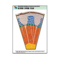 Рельефная таблица "Клеточное строение стебля" (формат А1, матовое ламинир.) - «globural.ru» - Нерюнгри