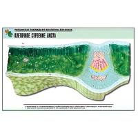 Рельефная таблица "Клеточное строение листа" (формат А1, матовое ламинир.) - «globural.ru» - Нерюнгри