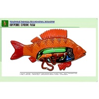Рельефная таблица "Внутреннее строение рыбы" (формат А1, матовое ламинир.) - «globural.ru» - Нерюнгри