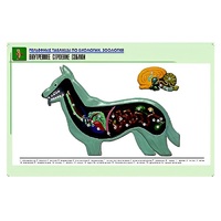 Рельефная таблица "Внутреннее строение собаки" (формат А1, матовое ламинир.) - «globural.ru» - Нерюнгри