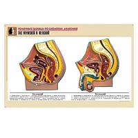 Рельефная таблица "Таз мужской и женский" (формат А1, матовое ламинир.) - «globural.ru» - Нерюнгри