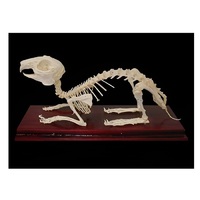 Скелет кролика - «globural.ru» - Нерюнгри