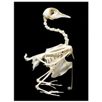 Скелет голубя - «globural.ru» - Нерюнгри