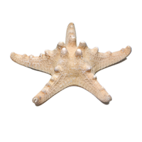 Сухой препарат "Звезда морская" (вариант 2) - «globural.ru» - Нерюнгри