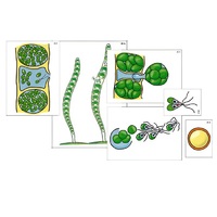 Модель-аппликация "Размножение многоклеточной водоросли" (ламинированная) - «globural.ru» - Нерюнгри