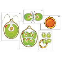 Модель-аппликация "Размножение одноклеточной водоросли" (ламинированная) - «globural.ru» - Нерюнгри