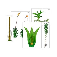 Модель-аппликация "Размножение мха" (ламинированная) - «globural.ru» - Нерюнгри