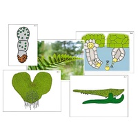Модель-аппликация "Размножение папоротника" (ламинированная) - «globural.ru» - Нерюнгри