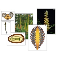 Модель-аппликация "Размножение сосны" (ламинированная) - «globural.ru» - Нерюнгри