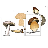 Модель-аппликация "Размножение шляпочного гриба" (ламинированная) - «globural.ru» - Нерюнгри