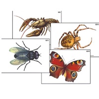 Модель-аппликация "Разнообразие беспозвоночных" (ламинированная) - «globural.ru» - Нерюнгри