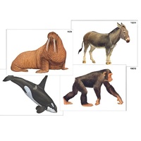 Модель-аппликация "Разнообразие высших хордовых 2. Млекопитающие" (ламинированная) - «globural.ru» - Нерюнгри