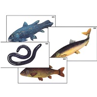 Модель-аппликация "Разнообразие низших и высших хордовых" (ламинированная) - «globural.ru» - Нерюнгри