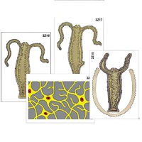 Модель-аппликация "Строение и размножение гидры" (ламинированная) - «globural.ru» - Нерюнгри