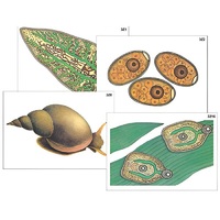 Модель-аппликация "Циклы развития печеночного сосальщика и бычьего цепня" (ламинированная) - «globural.ru» - Нерюнгри