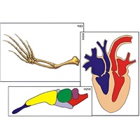 Модель-аппликация "Эволюция важнейших систем органов позвоночных" (ламинированная) - «globural.ru» - Нерюнгри
