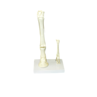 Модель "Скелет конечностей лошади и овцы" (на подставке) - «globural.ru» - Нерюнгри