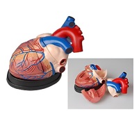 Модель сердца в разрезе (демонстрационная) - «globural.ru» - Нерюнгри