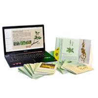 Гербарий натурально-интерактивный "Дикорастущие растения" - «globural.ru» - Нерюнгри